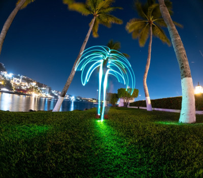 Palmera de Manzanillo